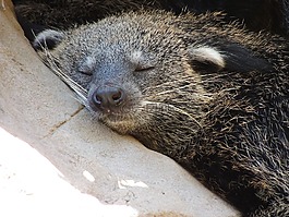 睡眠,動(dòng)物,動(dòng)物園