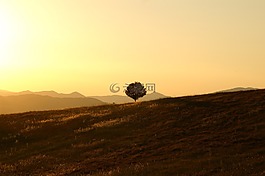 樹,孤,景觀