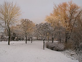雪,冬天,公園