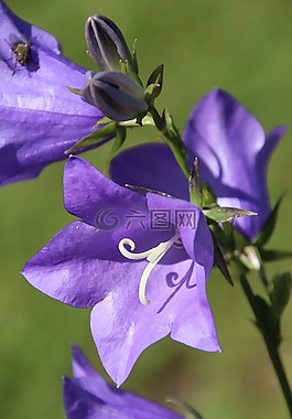 開花,紫,紫色的小花
