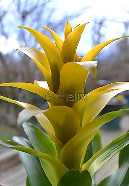 花,黄色,装饰