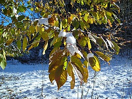 葉子,冬天,雪