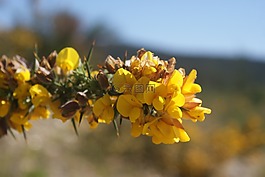 东条英机,alecrín,花