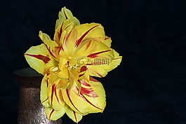 郁金香,花,黃色