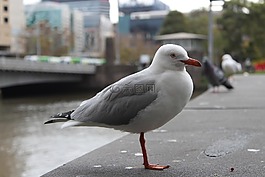 海鷗,鳥,海