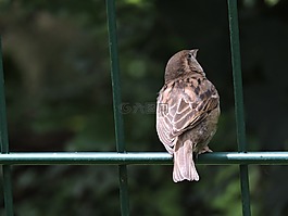 鳥,動物園,羽毛