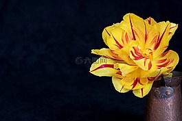 郁金香,花,黃色