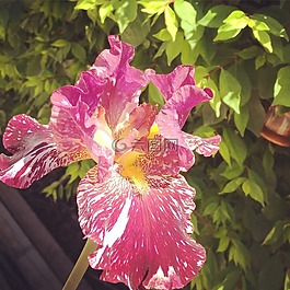 花,植物區(qū)系,自然