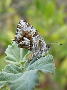cacyreus marshalli,蝴蝶,天竺葵的蝴蝶