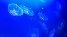 水母,性質(zhì),水族館
