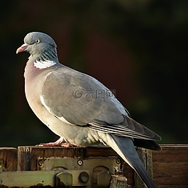 鴿子,羽毛,鳥