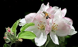 蜜蜂,在蘋果樹,開花