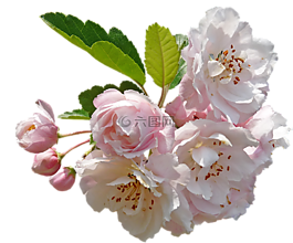 開花,蟹蘋果,樹