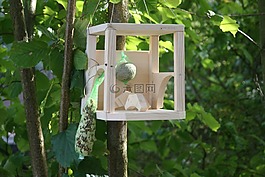 鳥舍,首頁,鳥類
