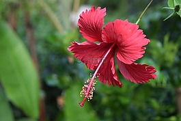 花,丛林,柬埔寨