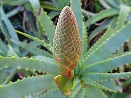 花園,秋,蔬菜