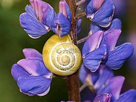 蝸牛,磁帶蠕蟲,花