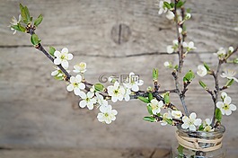 櫻花,白,鮮花