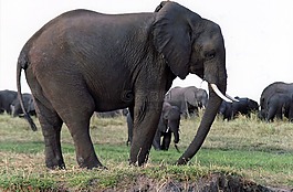 象,哺乳動物,野生動物