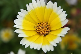 花,黃色,開花
