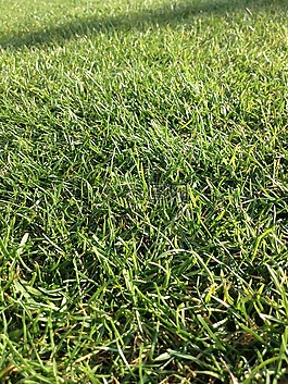 草,字段,綠色