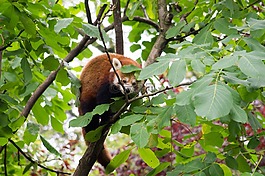 小熊貓,動(dòng)物園,性質(zhì)
