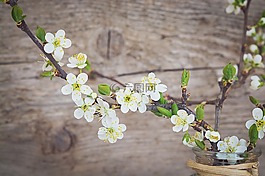 櫻花,白,鮮花