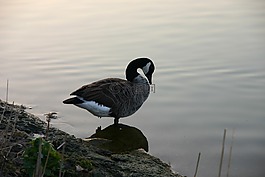 鴨,水,鳥