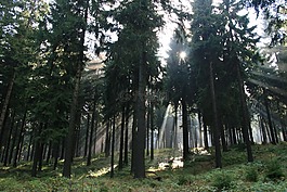 森林,光,太陽(yáng)