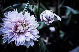 花,植物區(qū)系,自然