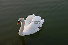 天鵝,水,鳥