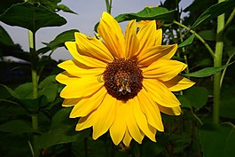 花,開花,太陽花