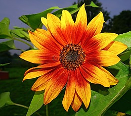 開(kāi)花,太陽(yáng)花,黃色
