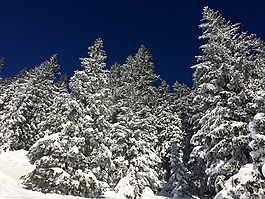 雪,冬天,杉木