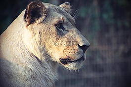 獅子,動物,貓