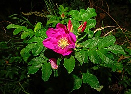 開花,花,野玫瑰