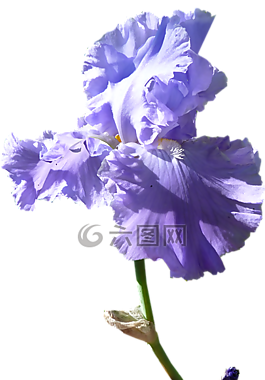 鳶尾花,花,黑暗紫紅色的