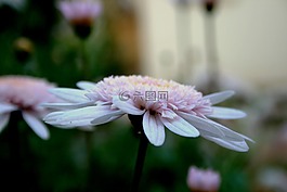 雛菊,花,盛開