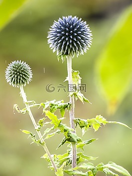 薊,花,廠