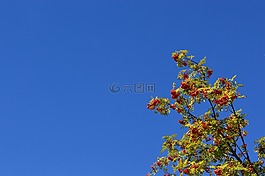 洛恩,天空,莓果