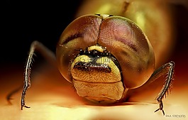 bug,蜻蜓,宏