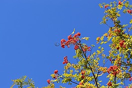 洛恩,天空,莓果