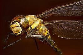 bug,蜻蜓,宏