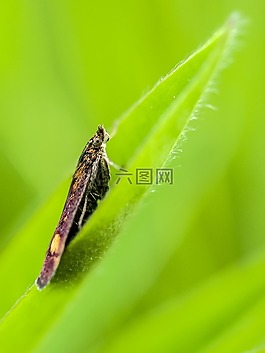 蝴蝶,性質(zhì),動(dòng)物