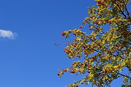 洛恩,天空,莓果