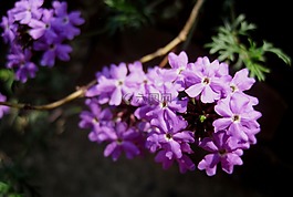 花,小花,復合材料