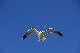 鷗,天空,飛