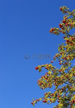 洛恩,天空,莓果