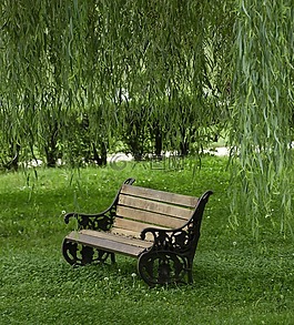 公園,柳,長凳