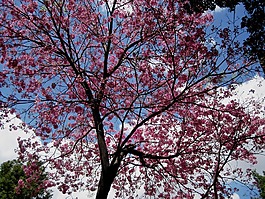 树,粉红色,鲜花